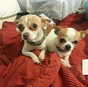 Meet your Posher, Robin